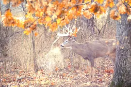 320 Acres, Bourbon County, KS, Recreational