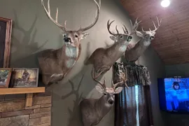 30 Acres, Williamson County, IL, Recreational