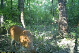 17 Acres, Marion County, IL, Recreational