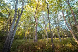 3107 Bouquet Rd, Glencoe MO, 63038
