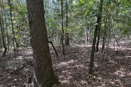79 Acres, Wayne County, IL, Recreational