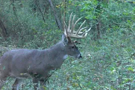 20 Acres, Franklin County, IL, Recreational
