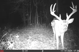 41 Acres, Saline County, IL, Recreational