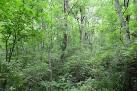 9.51 Acres, Lincoln County, MO