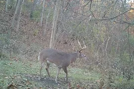 285 Acres, Calhoun County, IL