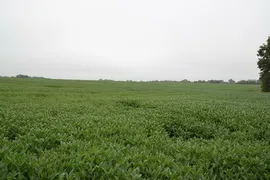 145 Acres, Callaway County, MO