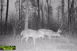 60 Acres, Marion County, IL