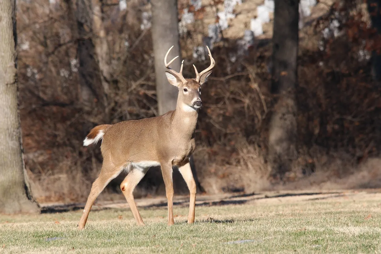 Deer 2264351 1280